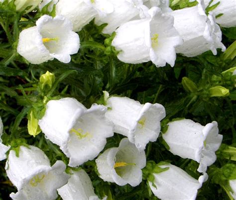 canterbury bells flowers
